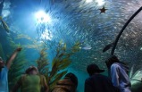 Tarjeta para Aquarium of the Bay